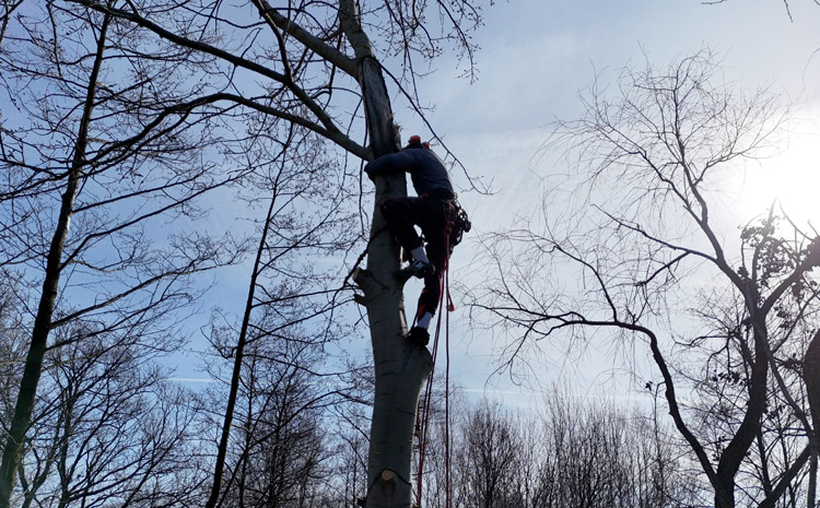 alpinplus-wycinka-pielegnacja-drzew-warszawa-okolice