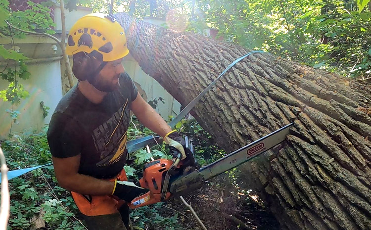 Ile kosztuje wycinka drzewa w 2026 roku? Warszawa i